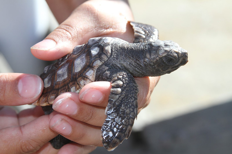 Research-Shows-Sea-Turtles-Navigate-Using-Magnetic-Fields