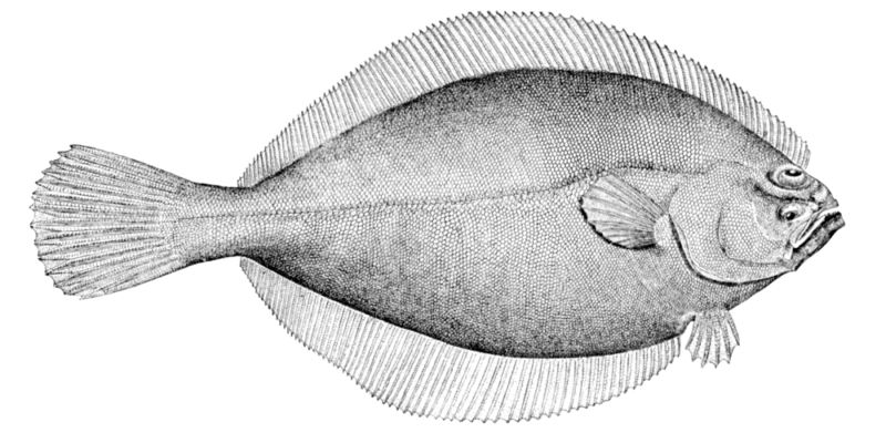 NC Flounder season