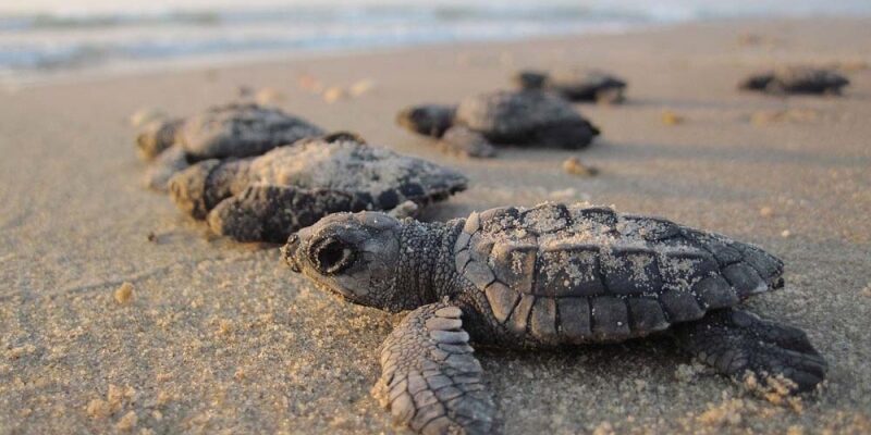 Sea-Turtle-Hatching-North-Carolina-Coast